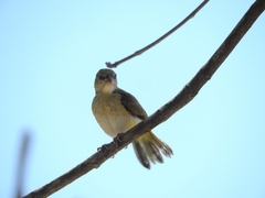 Passeriformes