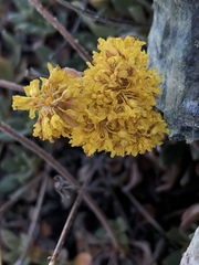 Eriogonum ternatum