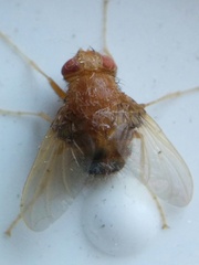 Ormia ochracea