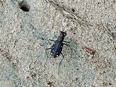 Cicindela ocellata rectilatera