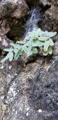 Pellaea glabella