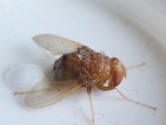 Ormia ochracea