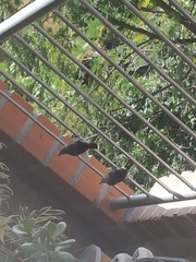 Thraupis palmarum