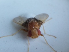 Ormia ochracea
