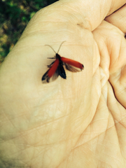Dictyoptera aurora