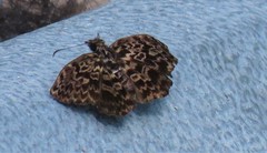 Cycloglypha thrasibulus thrasibulus