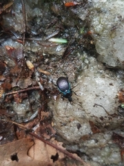 Sphaeroderus