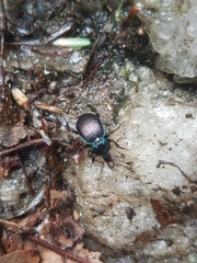 Sphaeroderus