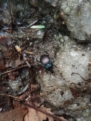 Sphaeroderus