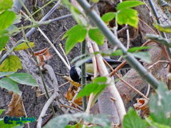 Parus major