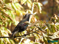 Sturnus vulgaris