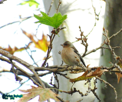Fringilla coelebs