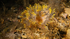 Dendronotus yrjargul