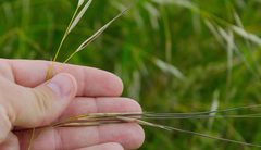Hesperostipa spartea