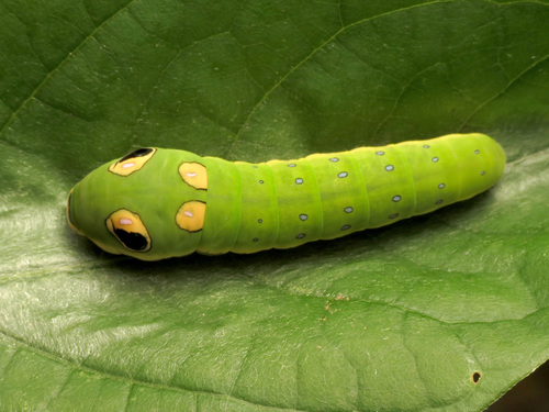 Spicebush Swallowtail photo 3