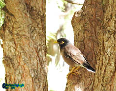 Acridotheres tristis