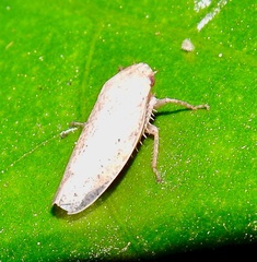 Curtara insularis