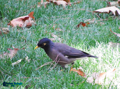 Acridotheres tristis