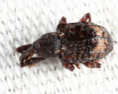 Conotrachelus aratus