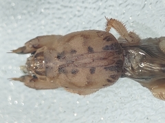 Neoscapteriscus abbreviatus