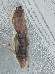 Neoscapteriscus abbreviatus