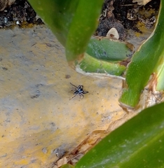 Paraphidippus