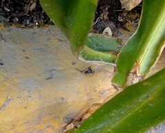 Paraphidippus