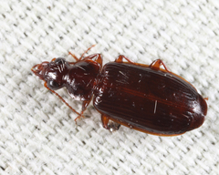 Plochionus timidus