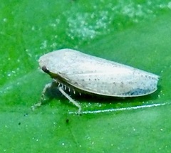 Curtara insularis