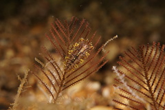 Dendronotus yrjargul