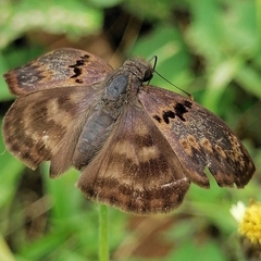Chiomara mithrax