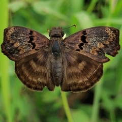 Chiomara mithrax