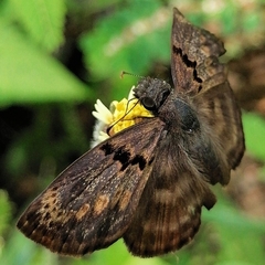 Chiomara mithrax