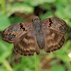 Chiomara mithrax