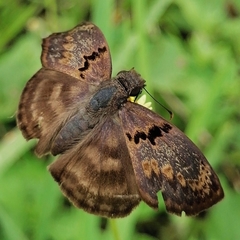 Chiomara mithrax