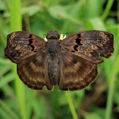 Chiomara mithrax