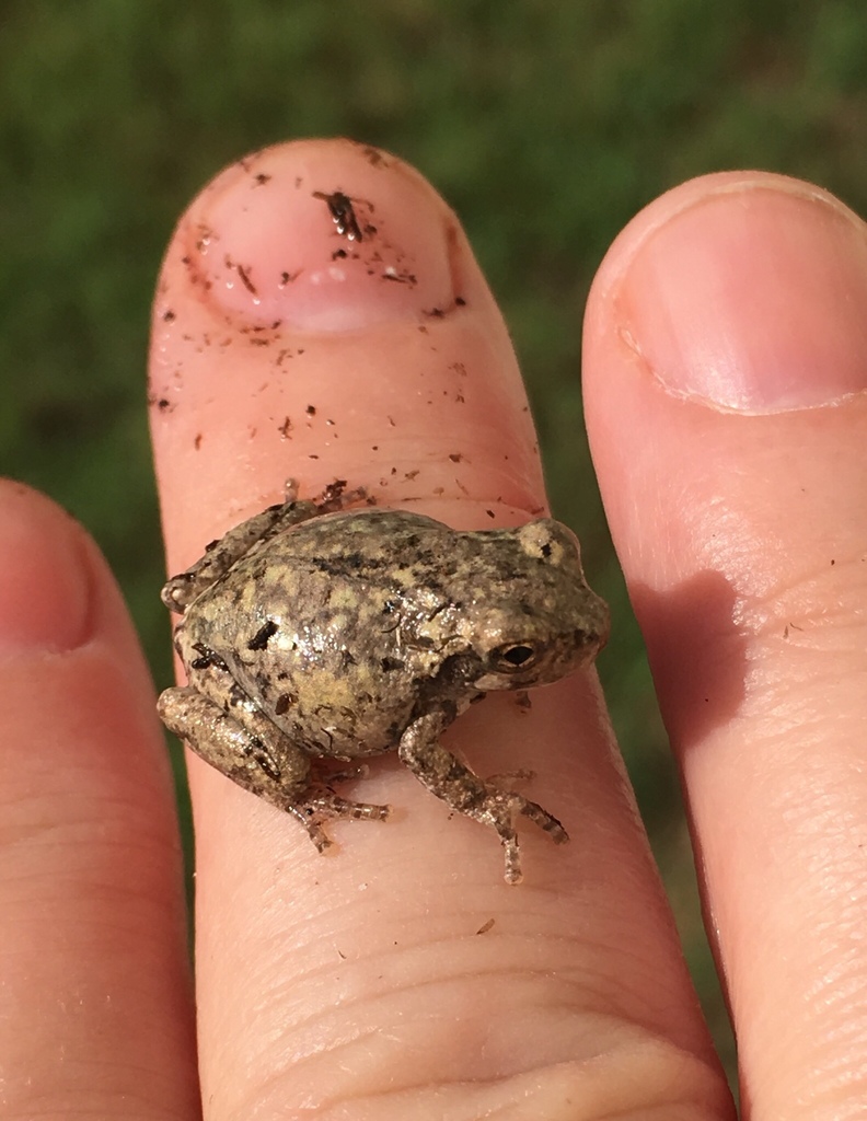 Gray Treefrog Species Complex from Salisbury, MD, US on July 30, 2020 ...