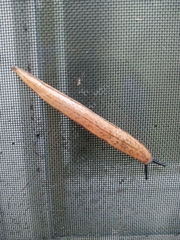 Meghimatium bilineatum