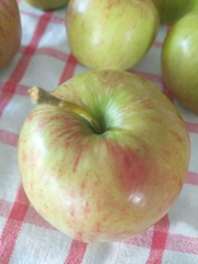 Malus dasyphylla