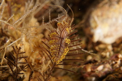 Dendronotus yrjargul