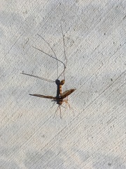 Megarhyssa macrurus icterosticta