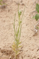 Eurytaenia hinckleyi