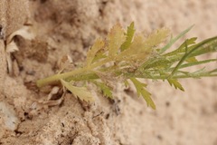 Eurytaenia hinckleyi