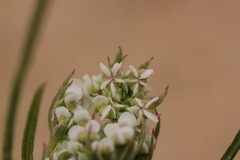 Eurytaenia hinckleyi