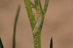 Eurytaenia hinckleyi