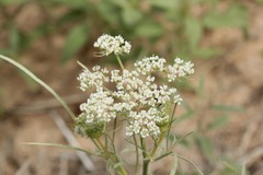 Eurytaenia hinckleyi