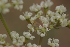 Eurytaenia hinckleyi