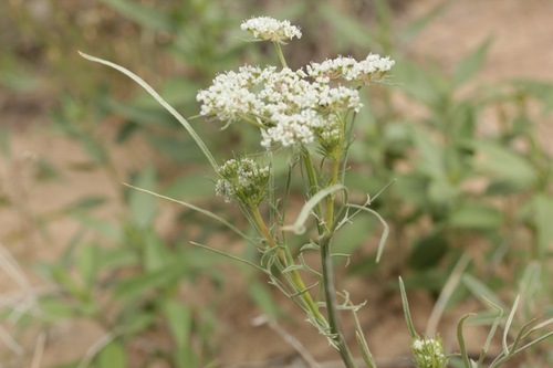 Hinckley's spreadwing (Eurytaenia hinckleyi)