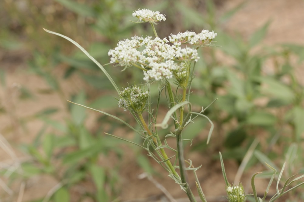 Eurytaenia