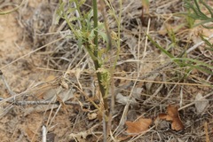 Eurytaenia hinckleyi